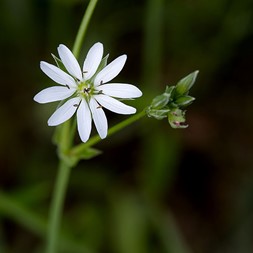 Stellaria graminea (lesser starwort)
